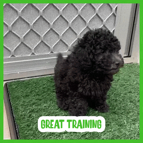 Covoraș din iarbă pentru câini - Doggo